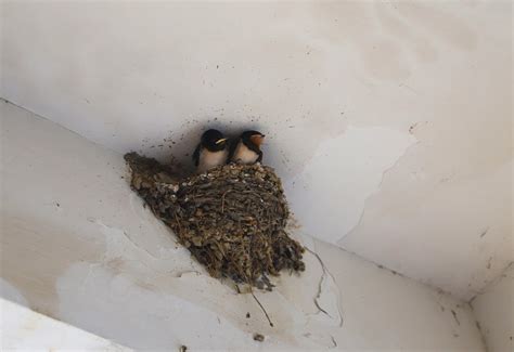 燕子築巢過程